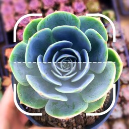 Identify Plant Enjoy